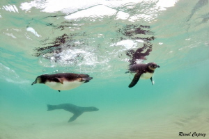 Great time ! (Penguins + Sea lion) by Raoul Caprez 